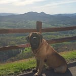 dog enjoying mountain view