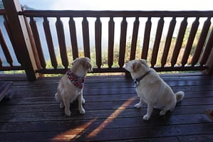 Dogs looking at mountain views